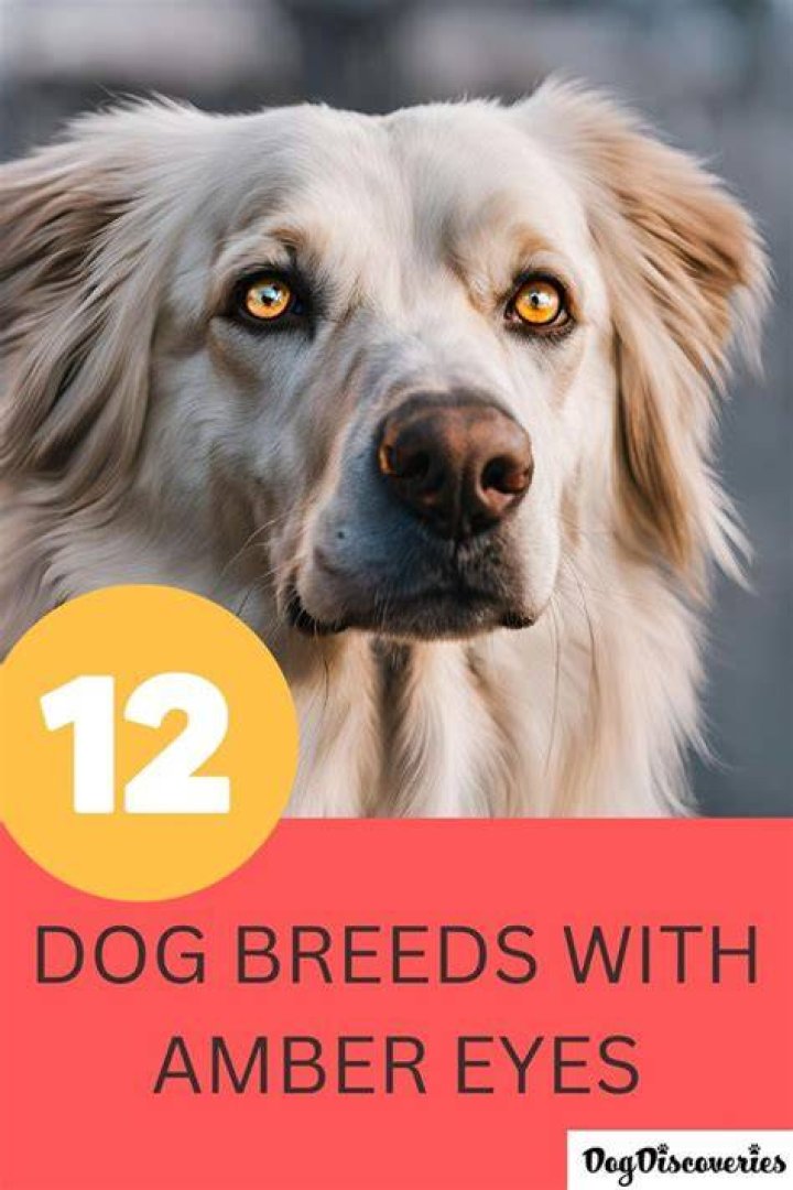 12 Dog Breeds With Amber Eyes Pet Advisers