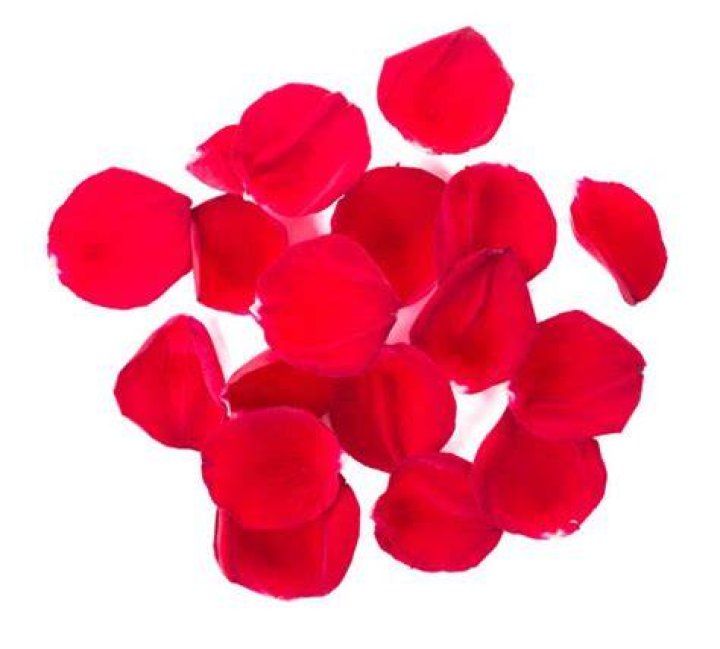 60+ Rose Pedals Isolated Stock Photos, Pictures & RoyaltyFree Images