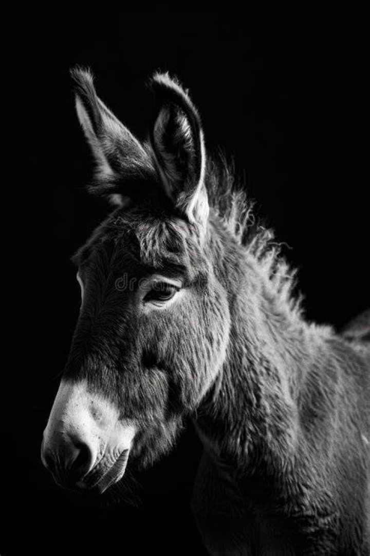 Black Donkey Photograph by JoAnn Matthews