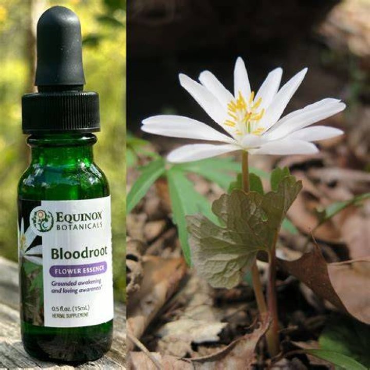 Bloodroot Flower Essence &mdash; Grandparents of the Forest