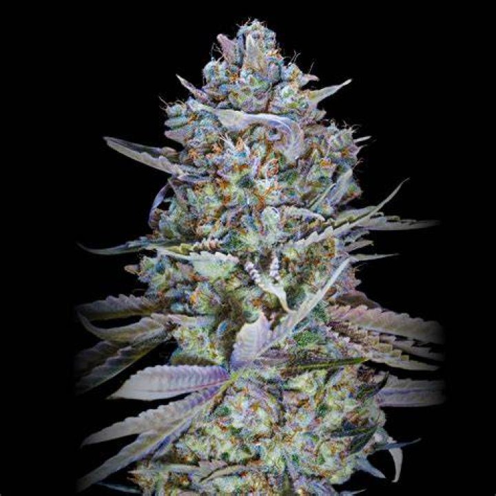 Blue Ivy Weed Strain THCFarmer