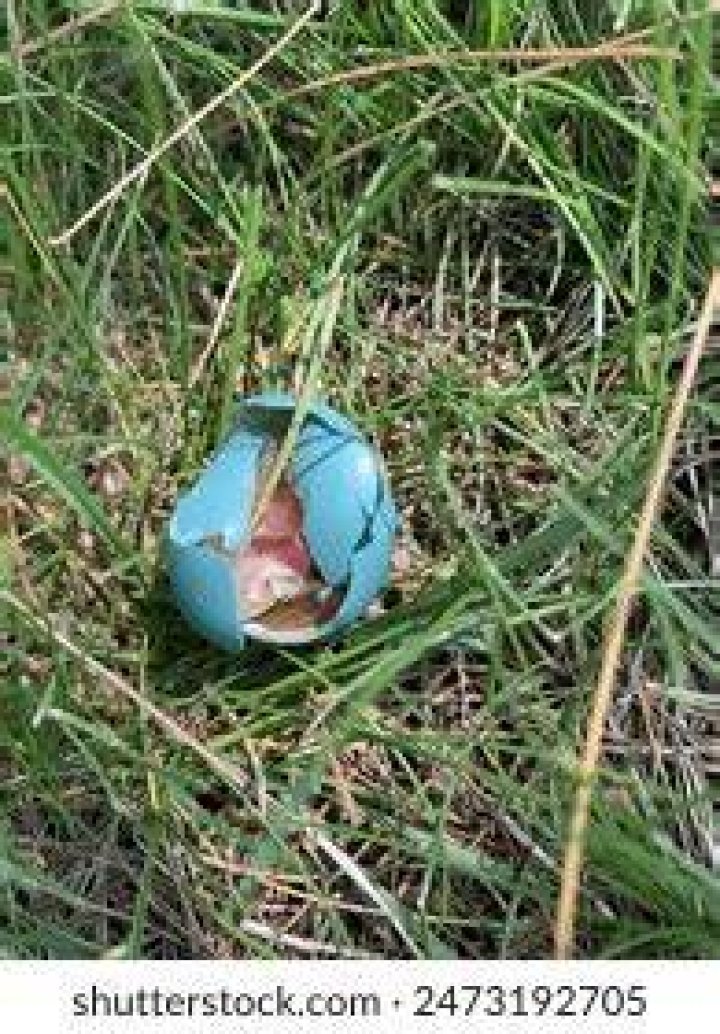 broken blue egg stevenbeil Flickr