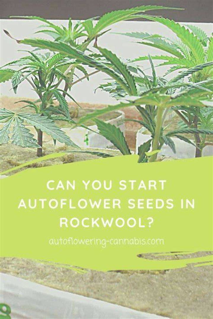 Cannabis Seedling Life Cycle Autoflowering Cannabis Blog