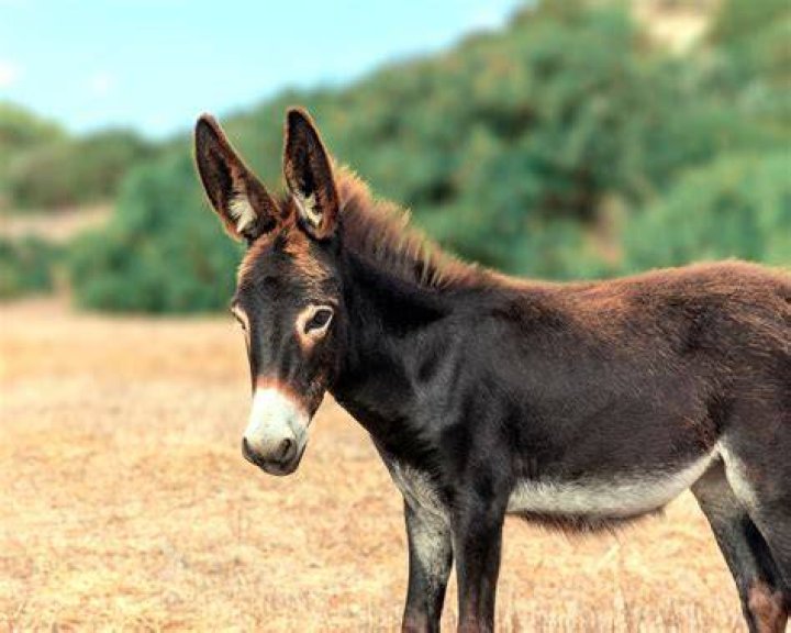 Donkey 'Pola' celebrated in Akola district Maharashtra India TV