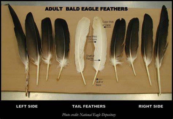 Eagle feathers, Bald eagle feather, Feather painting