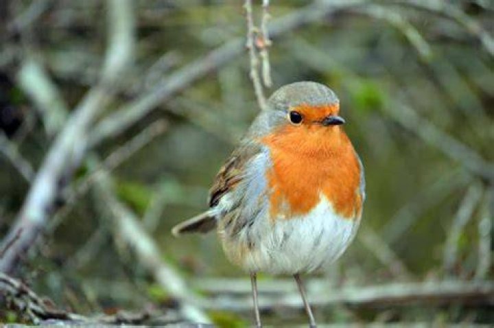 Female Robin (UK) Identification, Behaviour, and Facts