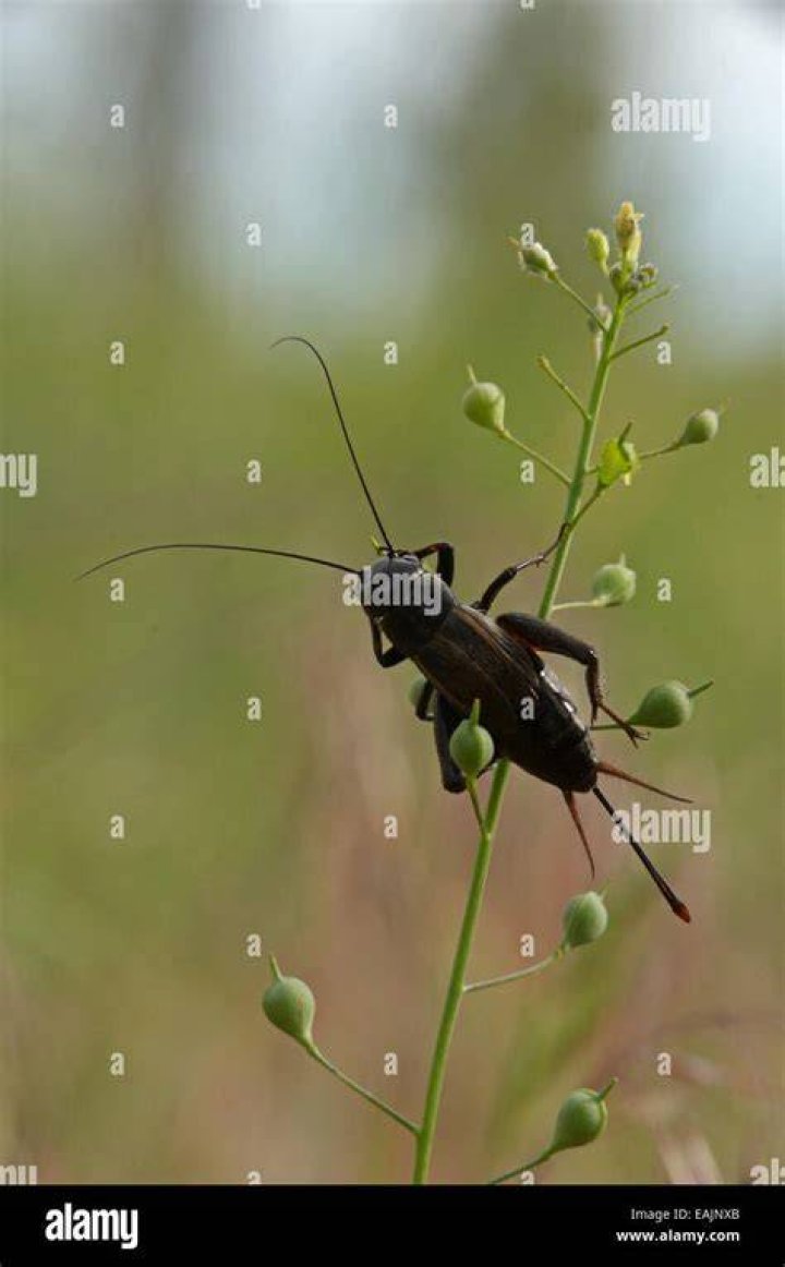 Field cricket feeding on a wildflower on the Great Plains of Montana in