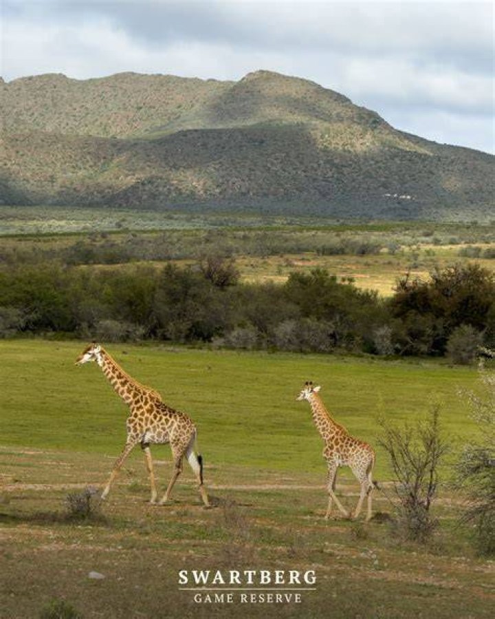 Giraffe Swartberg Game Breeders