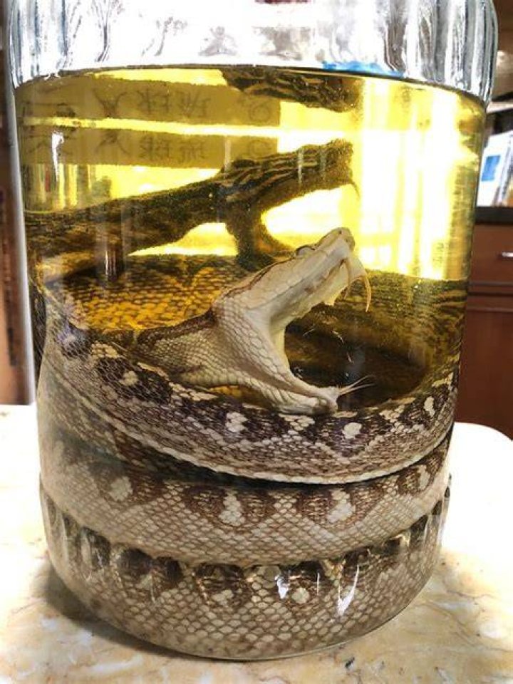 Habushu, or Habu Sake. An awamoribased liqueur with a Habu (Okinawan