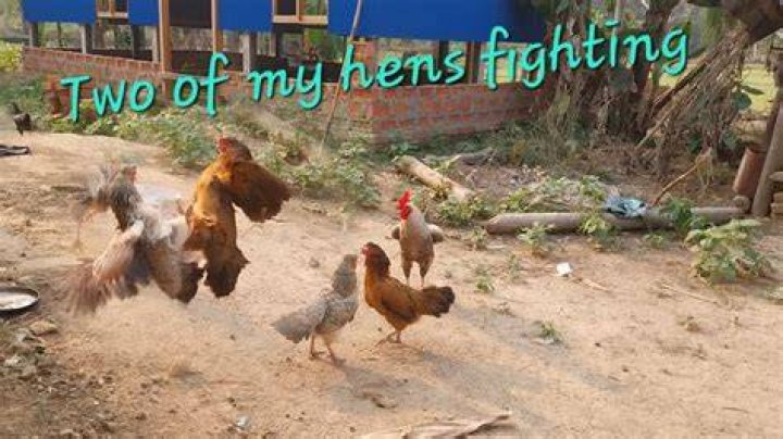 hens fighting YouTube
