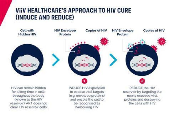 HIV cure A second patient is in longterm remission after stem cell