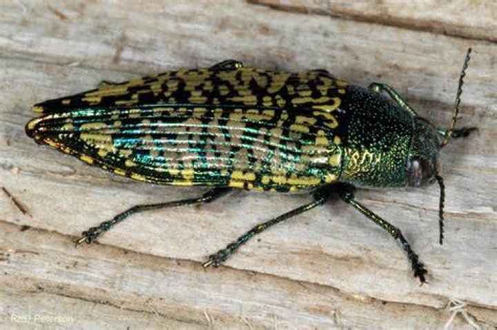 Insects of the Greater Yellowstone Ecosystem Montana State University