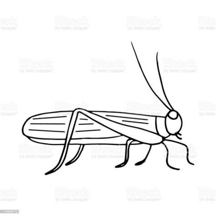 locust icon. hand drawn doodle style. , minimalism, monochrome sketch