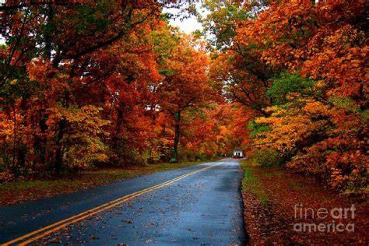 Maple Road Photograph by Valerie Fuqua