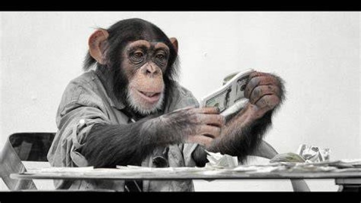 Monkey counting money Robert Wimer