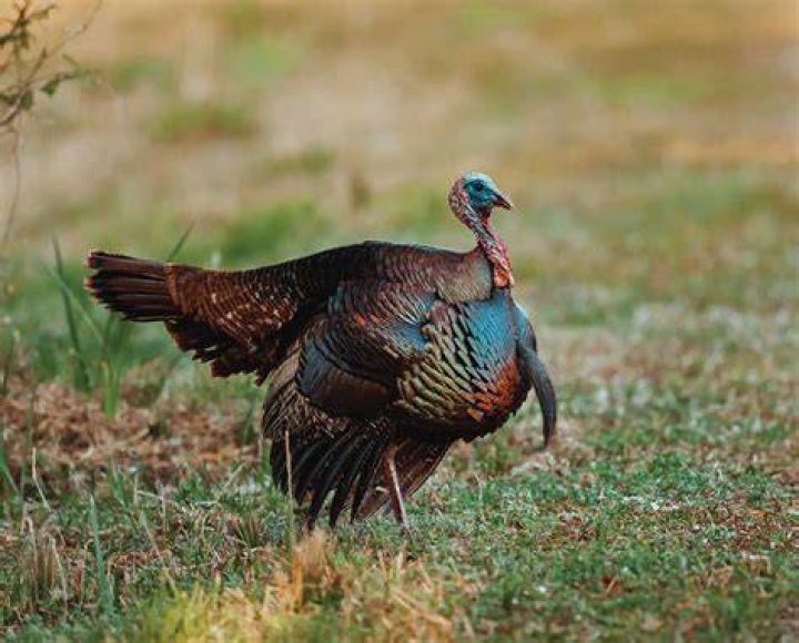 Osceola Wild Turkey (Meleagris gallopavo osceola) Life History and More