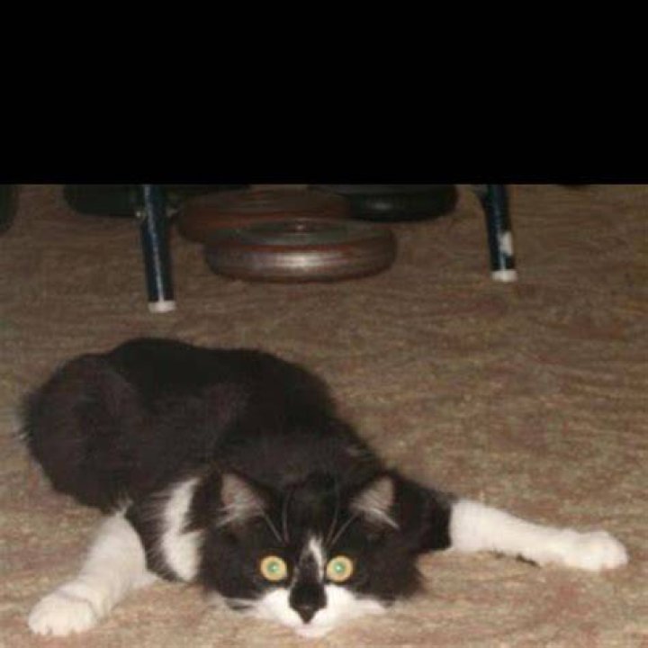 Pin by Jayla on Purrrrrrrr... Beautiful cats, Cute animals, Cats