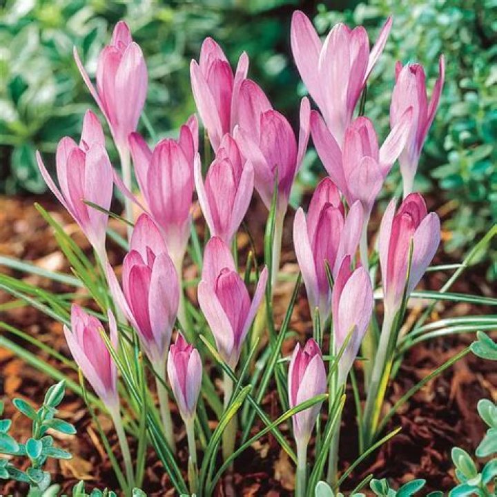 Pink Crocus Buy Pink Snow Crocus Breck's