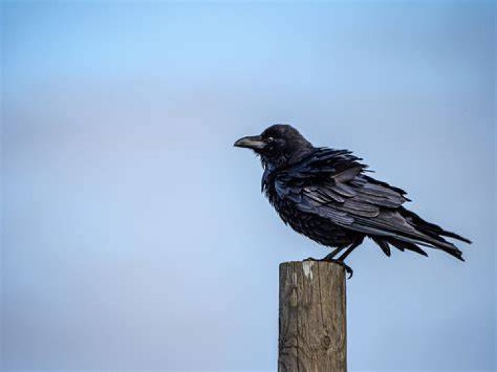 raven by David Hofmann.jpg Wikimedia Commons