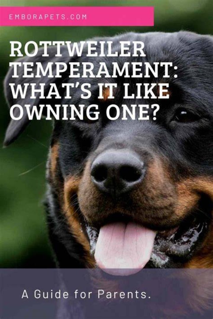 Rottweiler Temperament, Puppy, Facts For Kids, Price, Pictures