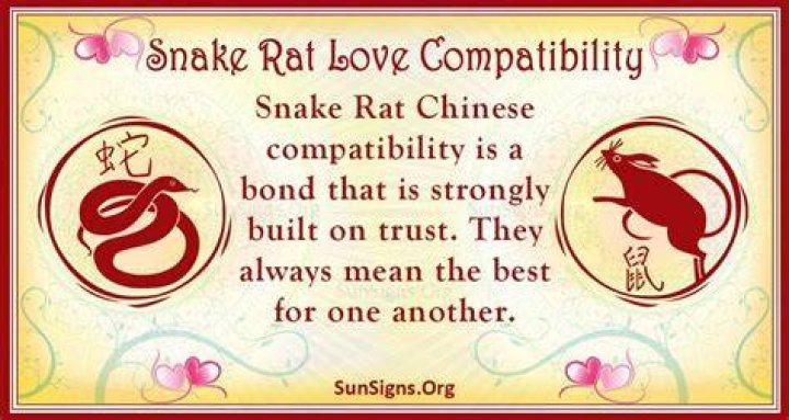 Snake And Rat Compatibility An Admirable Connection