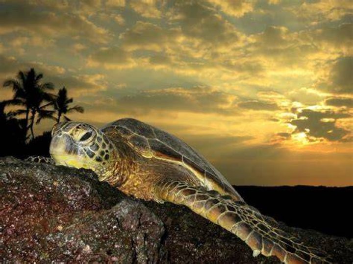 Sunset turtle Photograph by Joseph Ostrander Fine Art America