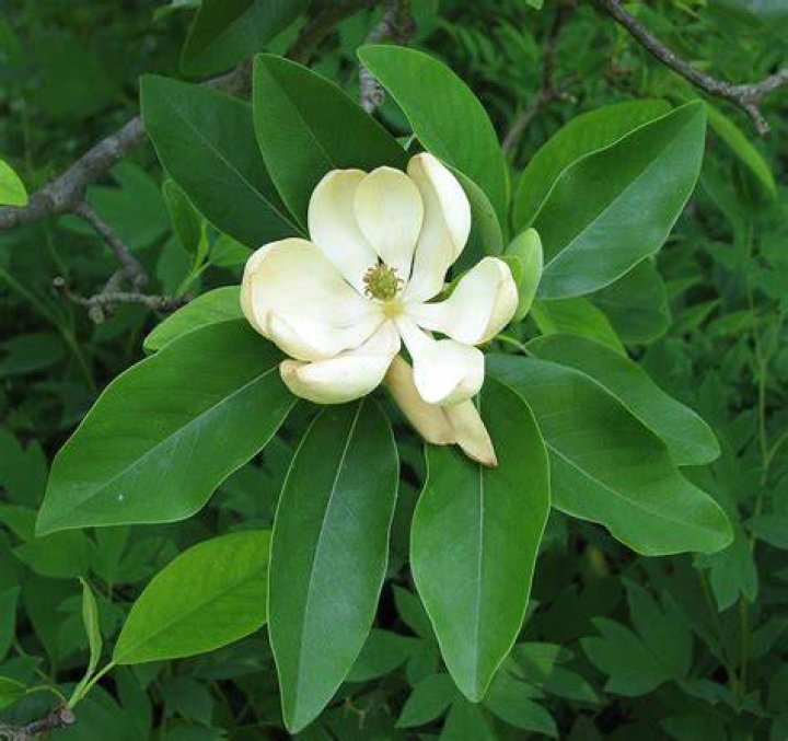 Sweetbay Magnolia Tree Plant Care & Growing Guice