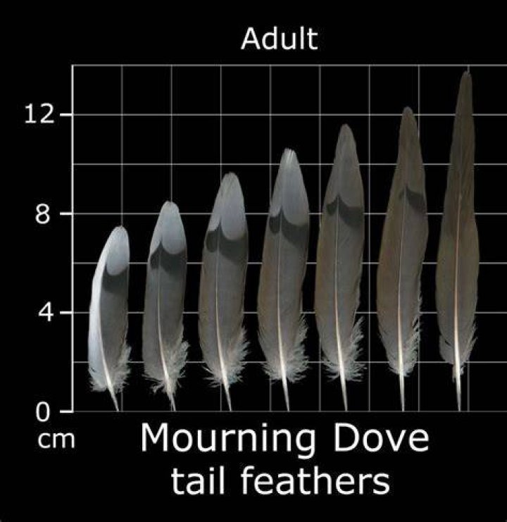 The Feather Atlas Feather Identification and Scans U.S. Fish and