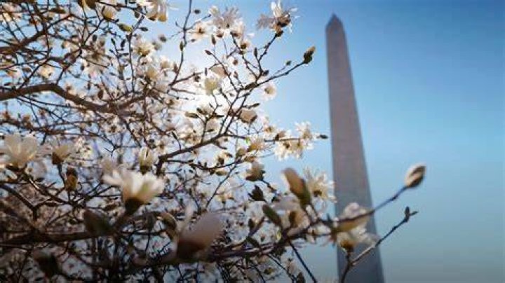 Washington DC Tree Service & Lawn Care SavATree Certified Arborist